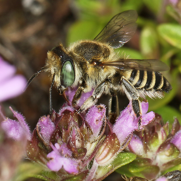 Megachile dorsalis/leachella, W