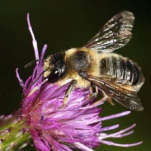 Megachile ligniseca, W