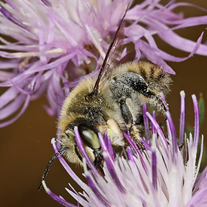 Megachile maritima, W