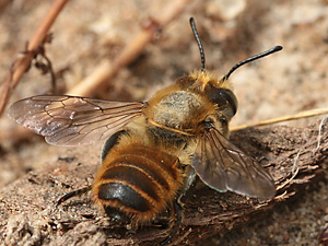 Megachile maritima, M