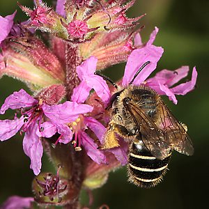 Melitta nigricans, W Melitta nigricans, W