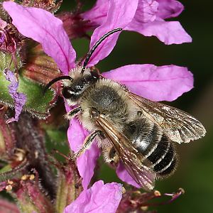 Sägehornbiene Melitta nigricans, M