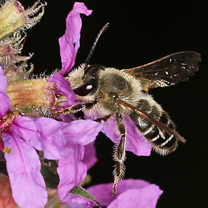 Melitta nigricans, M Melitta nigricans, M