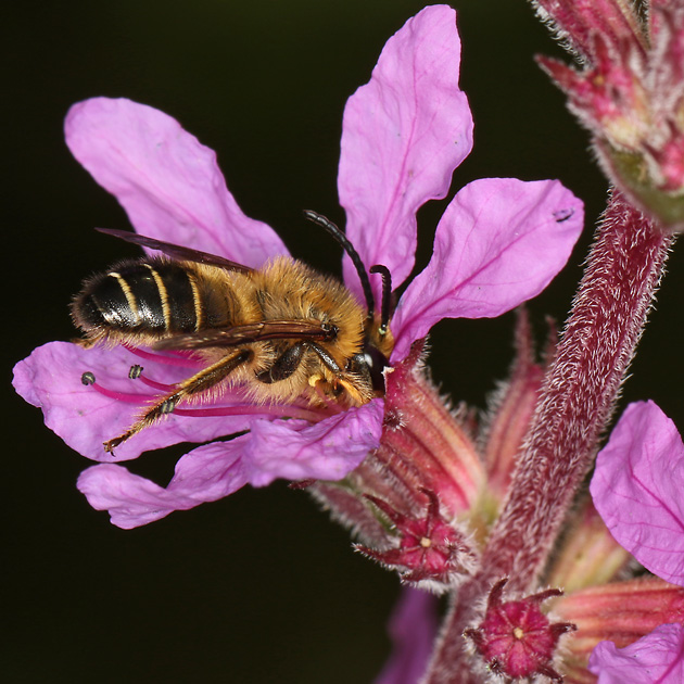 Melitta nigricans, M