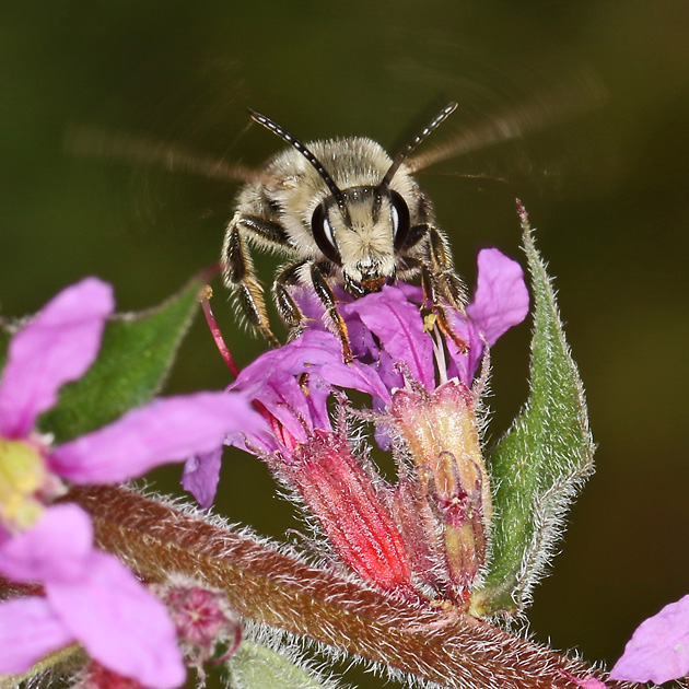 Melitta nigricans, M