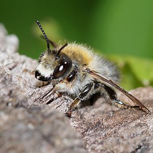 Megachile nigriventris, M