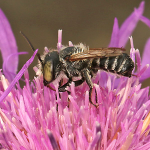Megachile pilidens, M