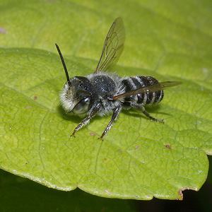 Megachile rotundata, M