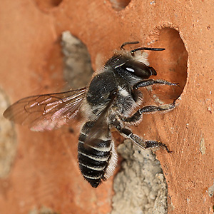 Megachile rotundata, W