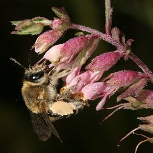Sägehornbiene Melitta tricincta, W
