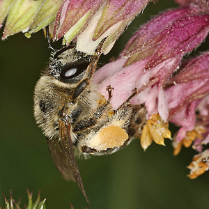 Sägehornbiene Melitta tricincta, W Melitta tricincta, W