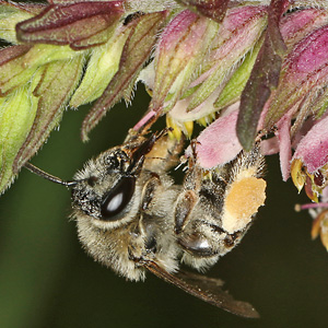 Sägehornbiene Melitta tricincta, W Melitta tricincta, W