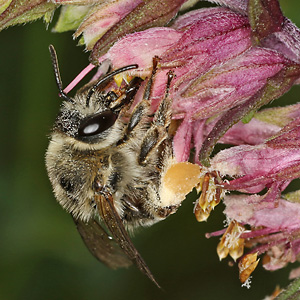 Sägehornbiene Melitta tricincta, W Melitta tricincta, W