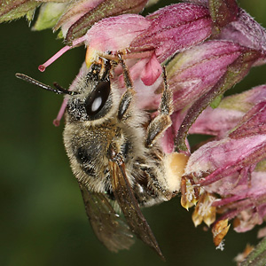Sägehornbiene Melitta tricincta, W Melitta tricincta, W