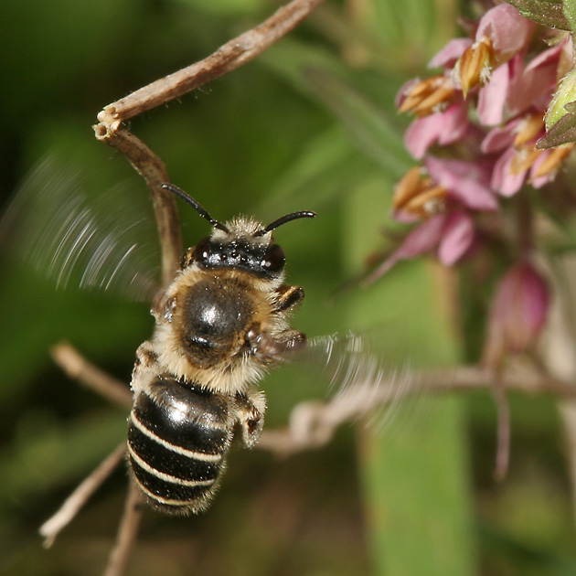 Melitta tricincta, W