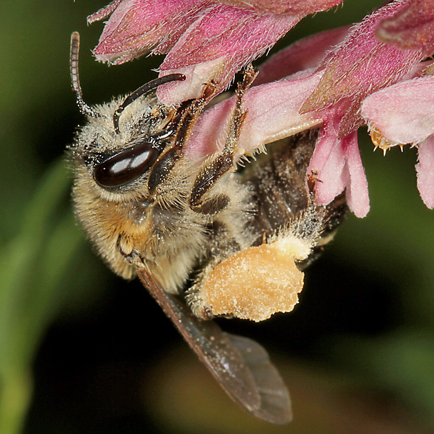 Melitta tricincta, M