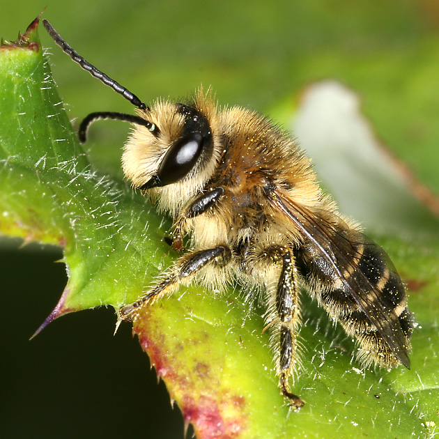 Melitta tricincta, M