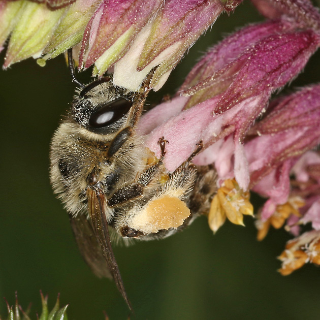 Melitta tricincta, W