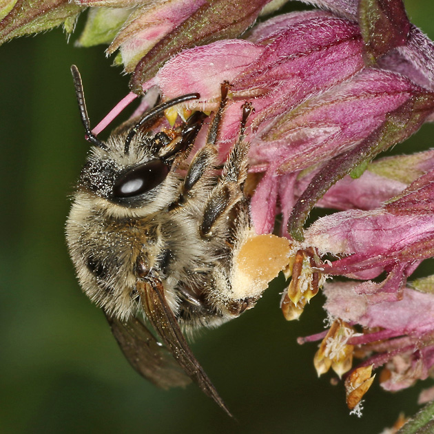 Melitta tricincta, W