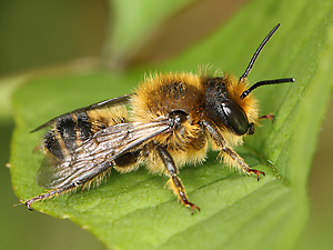 Megachile versicolor, M