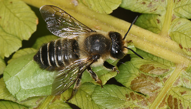 Megachile versicolor, W