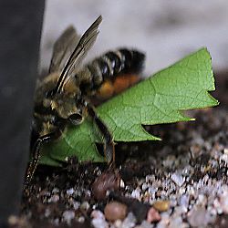 Megachile willughbiella, W, mit Blatt