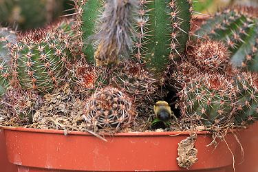 Megachile willughbiella, W, im Anflug
