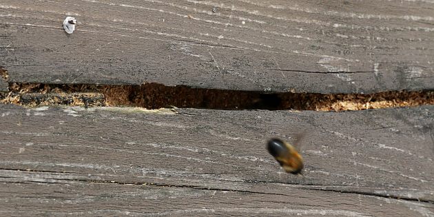 Handlauf mit 2 Nestern von Megachile willughbiella