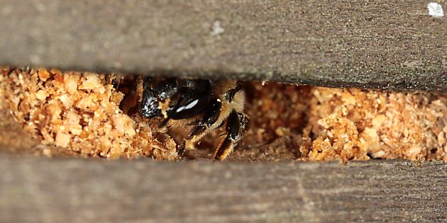 Handlauf mit 2 Nestern von Megachile willughbiella