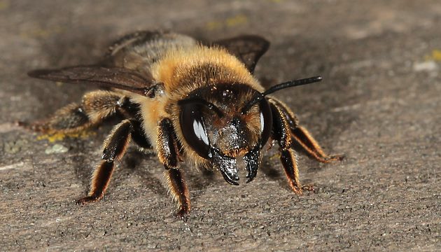 Handlauf mit 2 Nestern von Megachile willughbiella