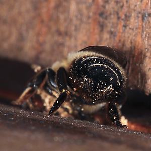 Megachile willughbiella, M