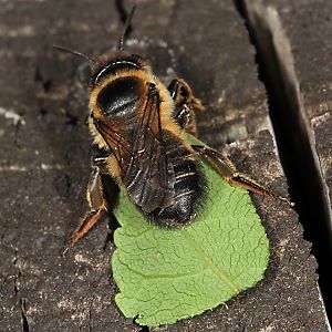 Megachile willughbiella, W mit Blatt (1)