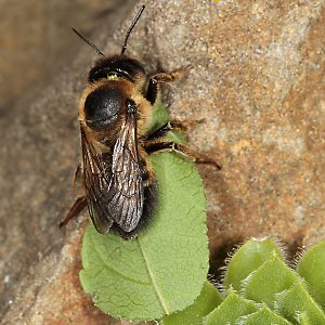 Megachile willughbiella, W mit Blatt (2)