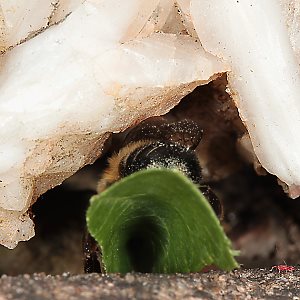 Megachile willughbiella, W mit Blatt (3)