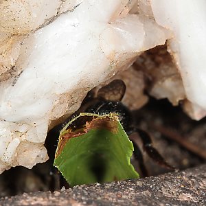 Megachile willughbiella, W mit Blatt (5)