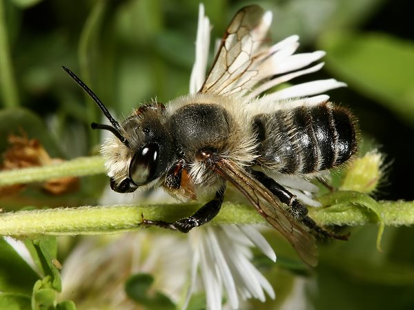 Megachile willughbiella, M