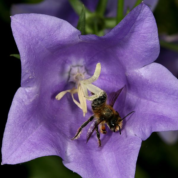 Megachile willughbiella, M