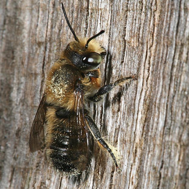 Megachile willughbiella, M