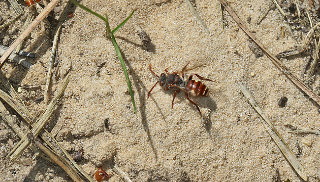 Wespenbiene Nomada alboguttata, W (8.5.2025) Nomada alboguttata, W