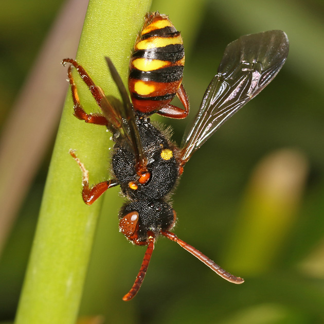 Nomada bifasciata, W