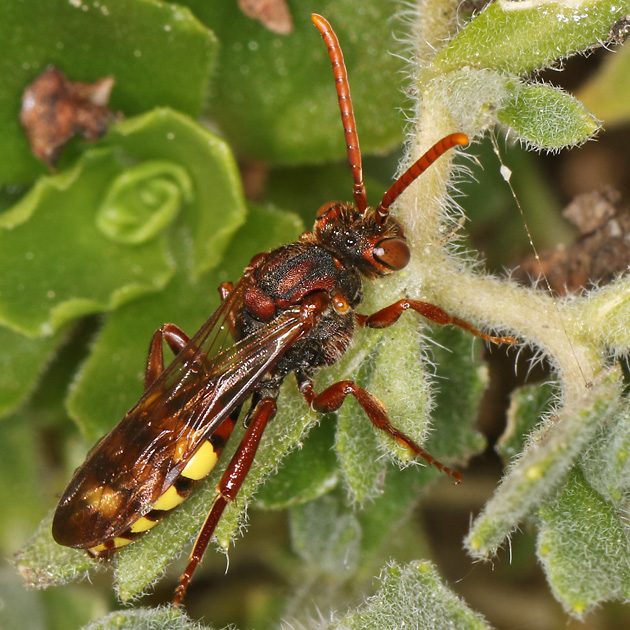 Nomada flava, W