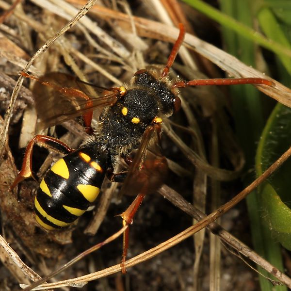 Nomada fulvicornis, W