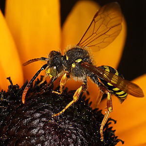 Nomada goodeniana, M