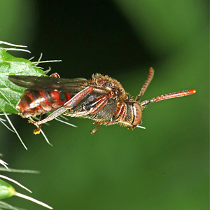 Nomada integra, W