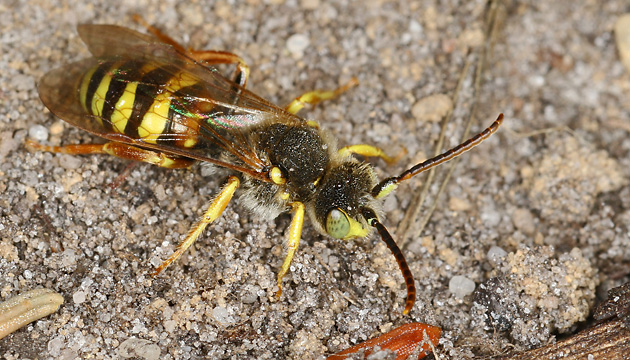 Nomada lathburiana, M