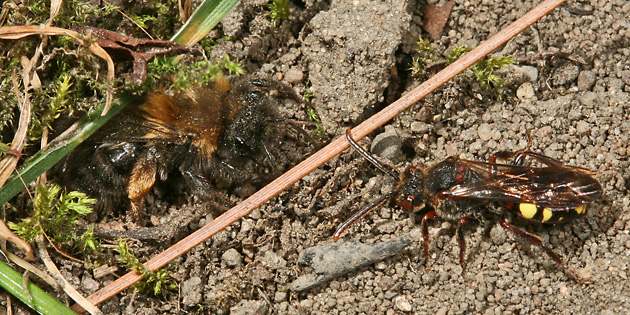 Andrena clarkella, W + Nomada leucophthalma, W