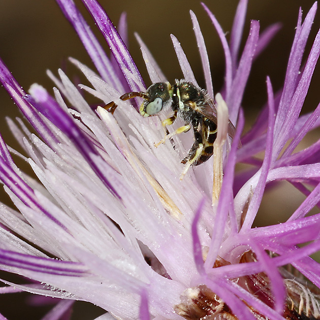 Nomioides minutissimus, M