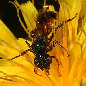 Nomada obtusifrons, W
