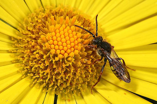 Nomada ruficornis, M