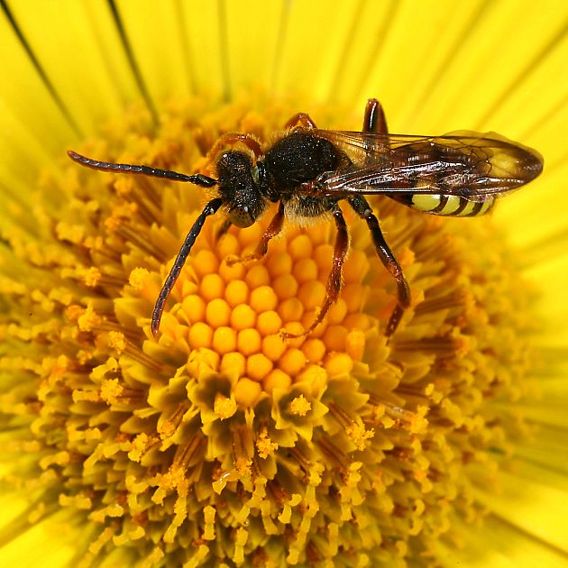 Nomada ruficornis, M